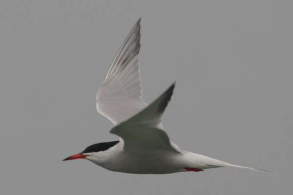 Common Tern at Cupsogue