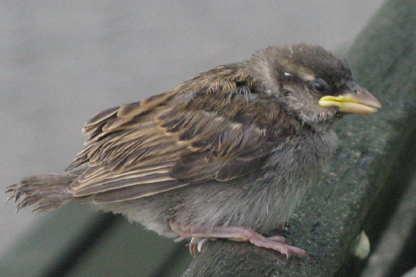 fledgling House Sparrow