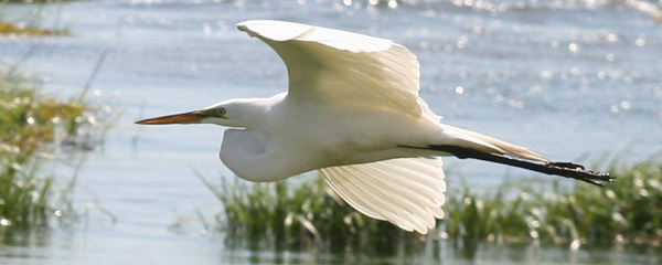 Great Egret at Sandy Hook