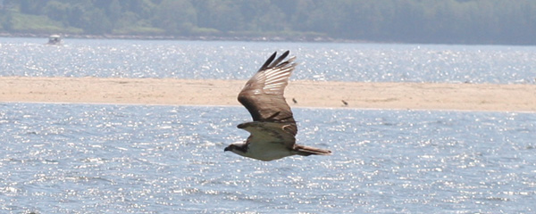 Osprey in flight at Sandy Hook