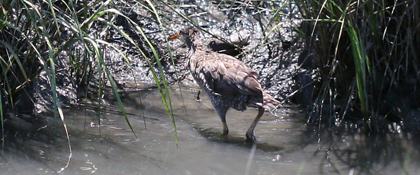 Clapper Rail going back into the marsh