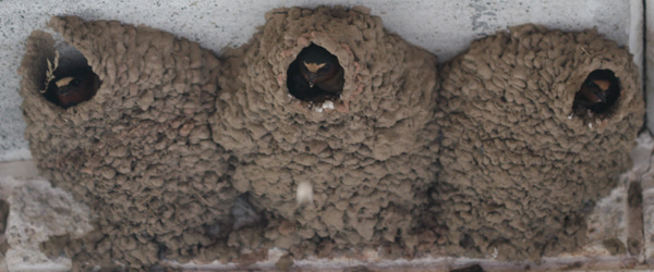 Three Cliff Swallows in their nest