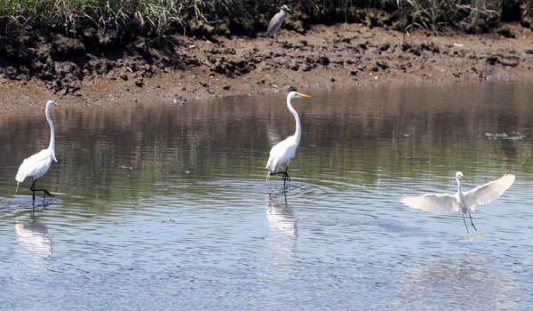 Great Egrets, Snowy Egret, and Yellow-crowned Night-Heron