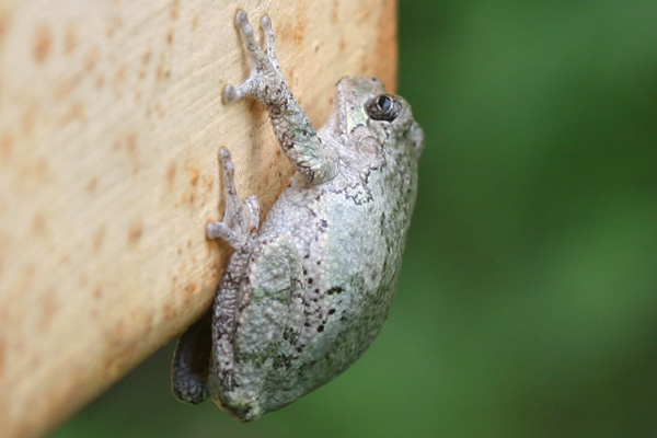 Gray Tree Frog on a gate at Jamaica Bay