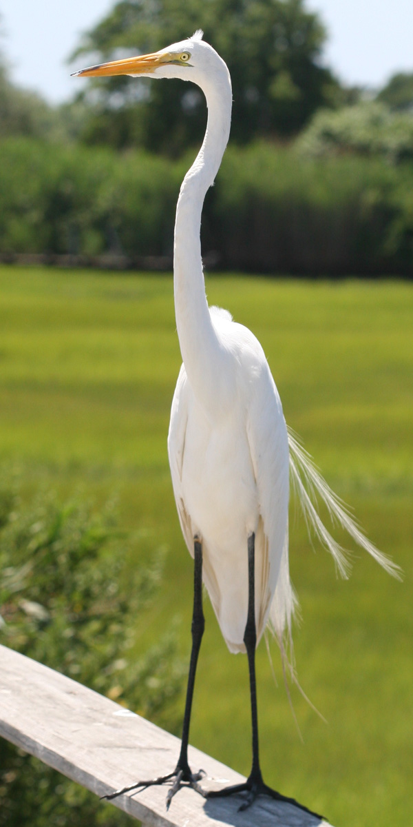 Great Egrets are tall!