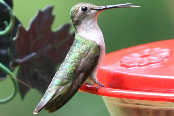 how a hummingbird feels about being bullied