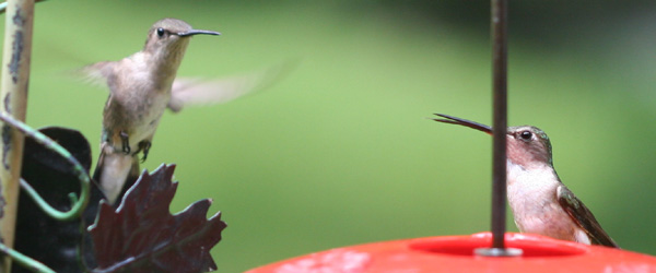 female Ruby-throated Hummingbirds