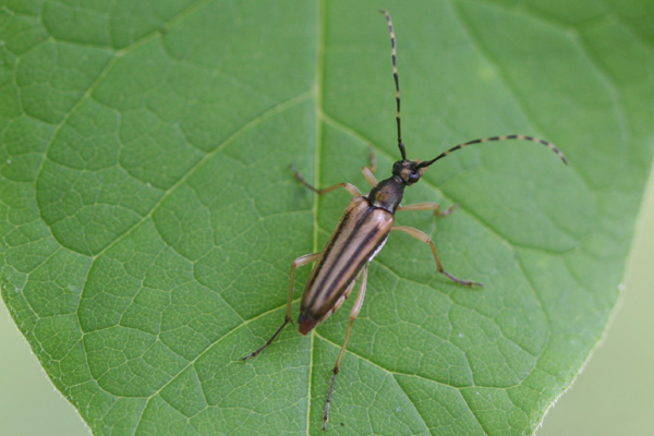 long-horned beetle species