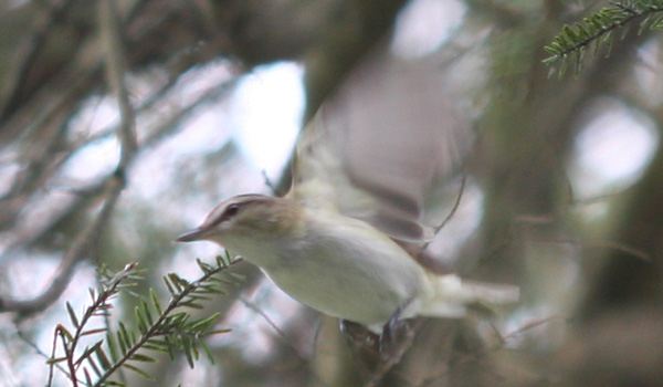 Red-eyed Vireo taking off