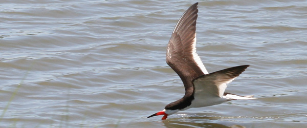 Black Skimmer skimming