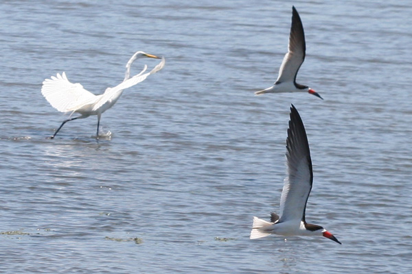 Black Skimmers and Great Egret