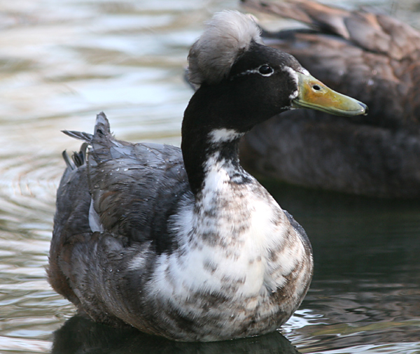 crested blue swedish duck