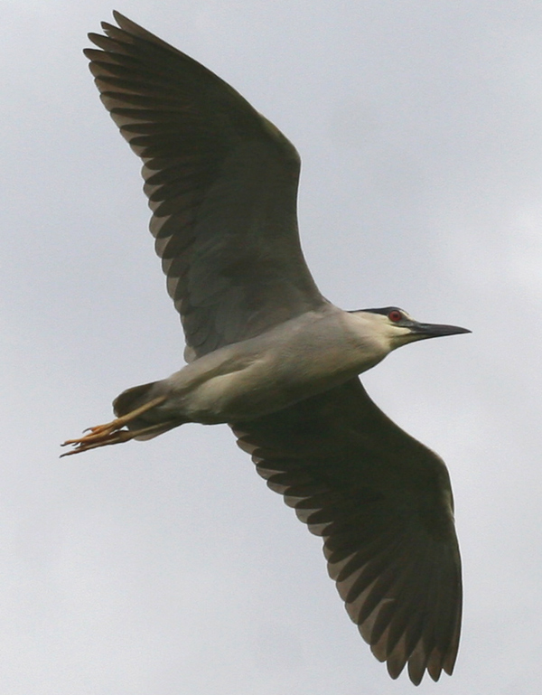 Yellow-crowned Night Heron by Corey