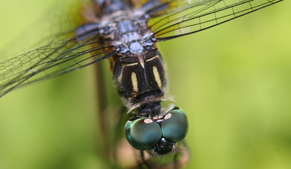 blue dragonfly blue Pink,