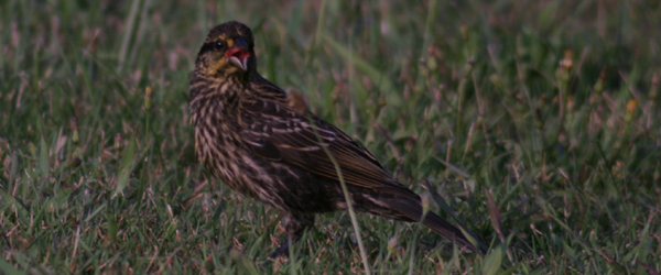 digiscoped female Red-winged Blackbird