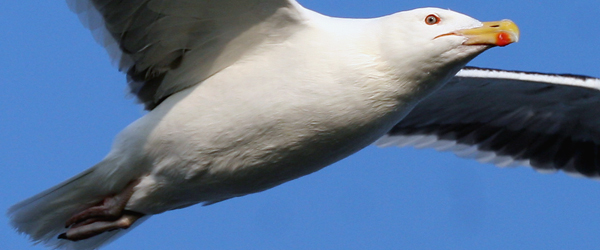 Great Black Backed Gull by Corey