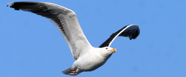 Great Black-backed Gull in flight