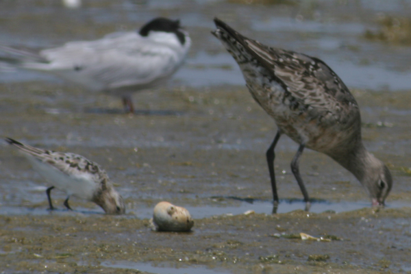 Hudsonian Godwit with Sanderling and Common Tern