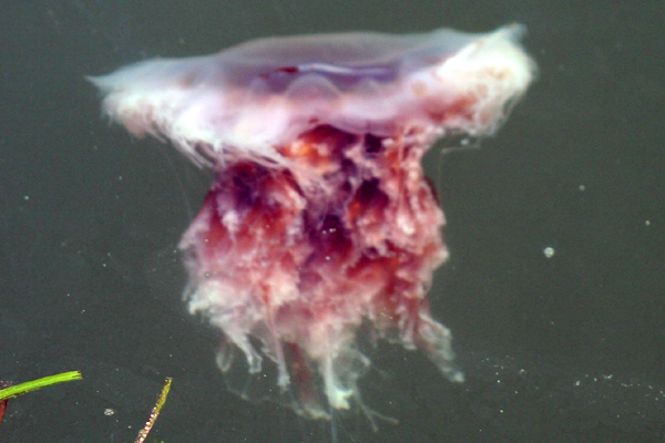 pink jellyfish