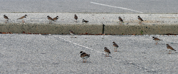 Semipalmated Plovers in parking lot