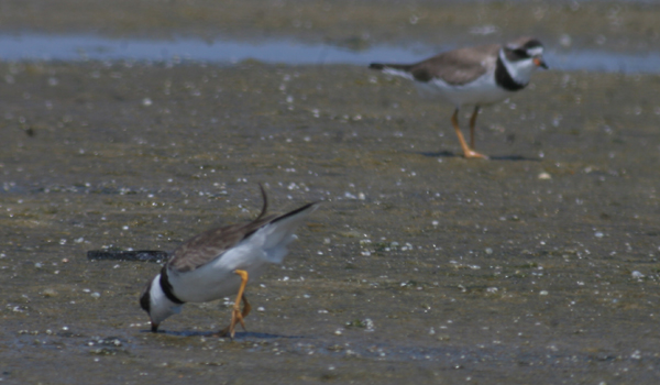 digiscoped Semipalmated Plovers