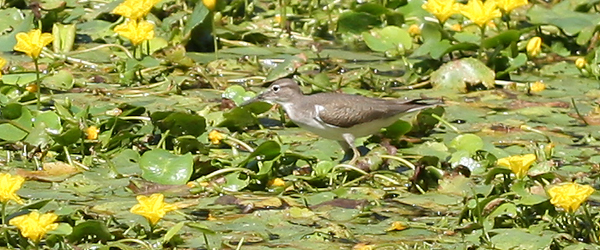 Spotted Sandpiper walking on water