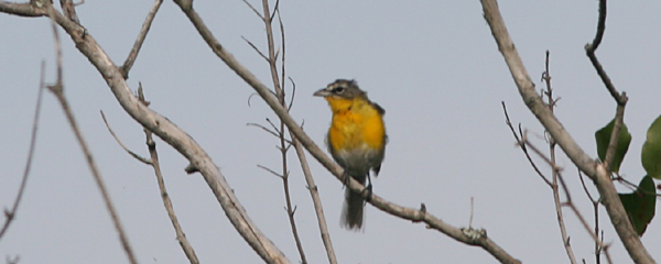 Yellow-breasted Chat, Icteria virens