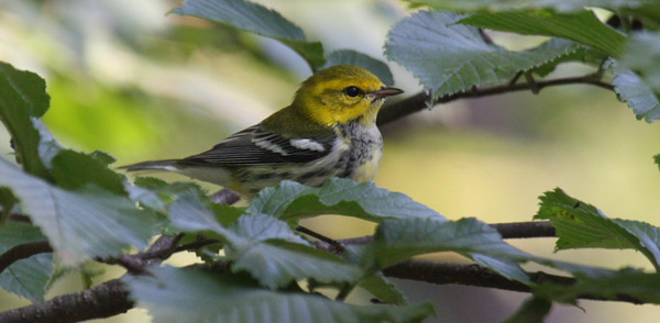 Black-throated Green Warbler by Charlie
