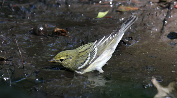 fall Blackpoll Warbler by Charlie