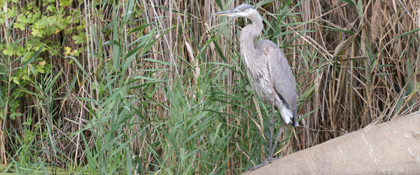 Great Blue Heron at Alley Pond Park