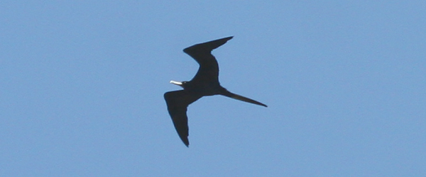 Magnificent Frigatebird by Corey