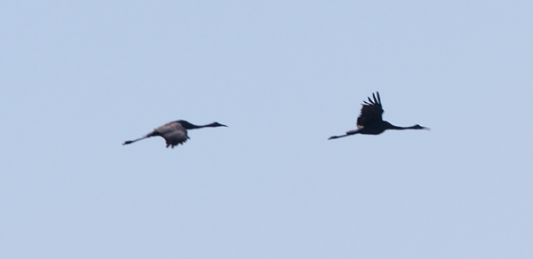 Sandhill Cranes in flight over Montezuma NWR