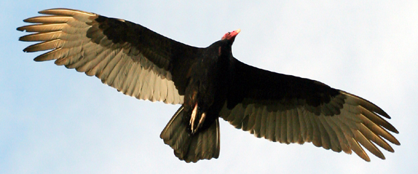 Flying Turkey Vulture