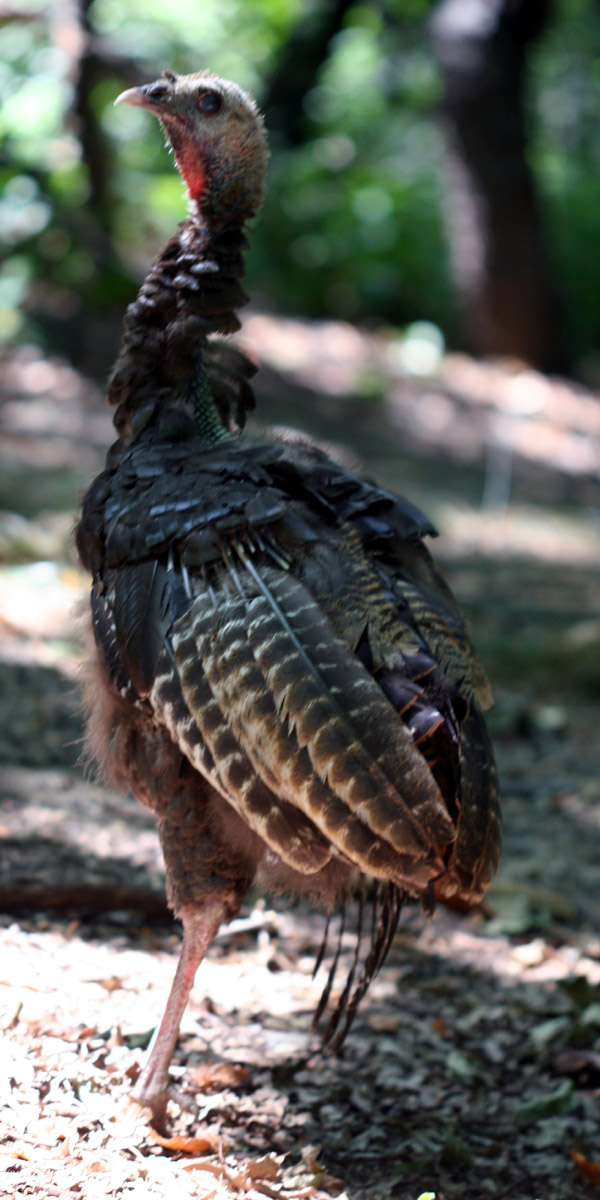 Wild Turkey in Central Park