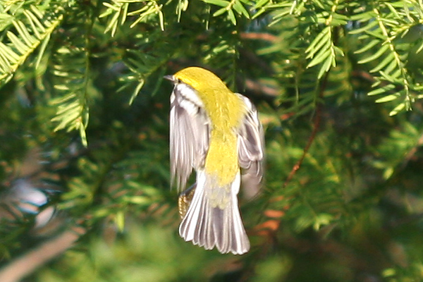 hover-gleaning Black-throated Green Warbler