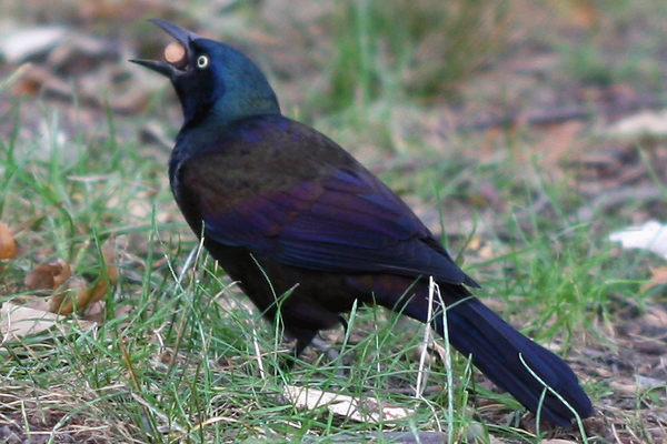 common grackle photo. of Common Grackles trying,