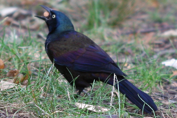 common grackle images. of Common Grackles trying,