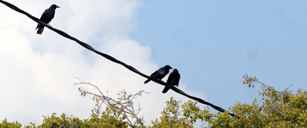 American Crows on a wire