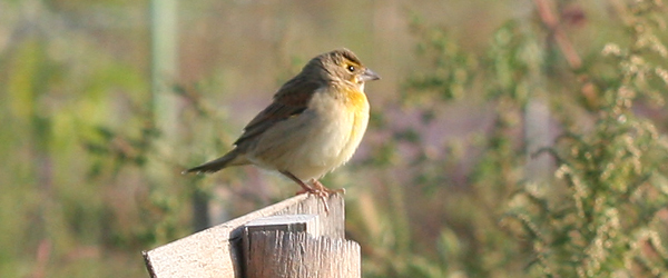 Dickcissel on a fence post