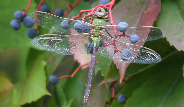 dragonfly at Jamaica Bay