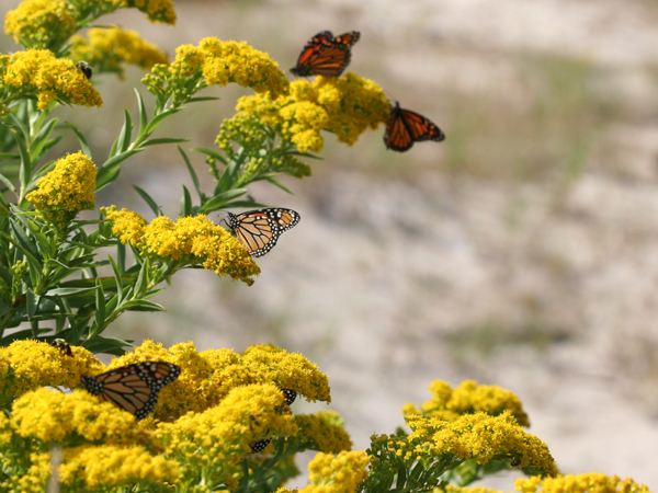 Monarch Butterflies feeding on goldenrod