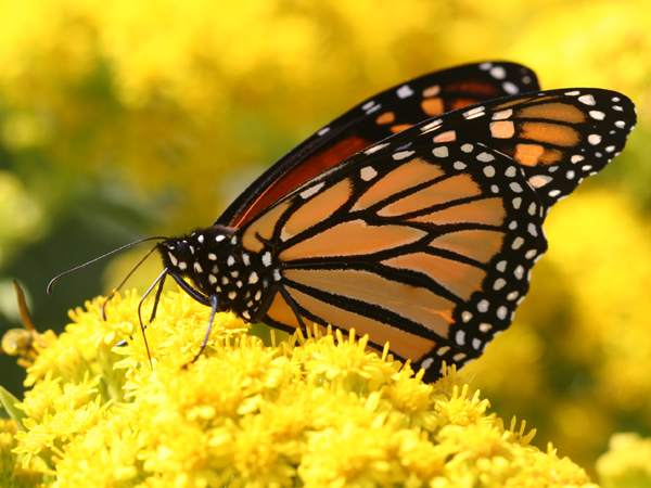 Monarch Butterfly feeding on goldenrod