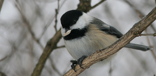 Black-capped Chickadee