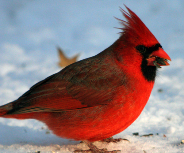 Bright Red Birds 10 000 Birds