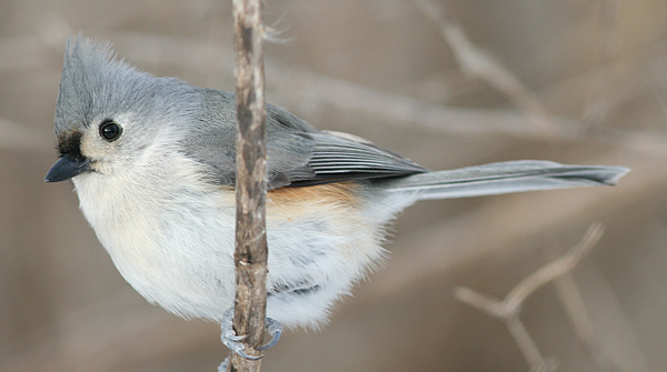 Relax Your Pet, Blue Jays Cardinals For Cats, 8 Hour Bird Entertainment  Video