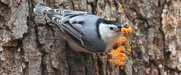 birds eating suet