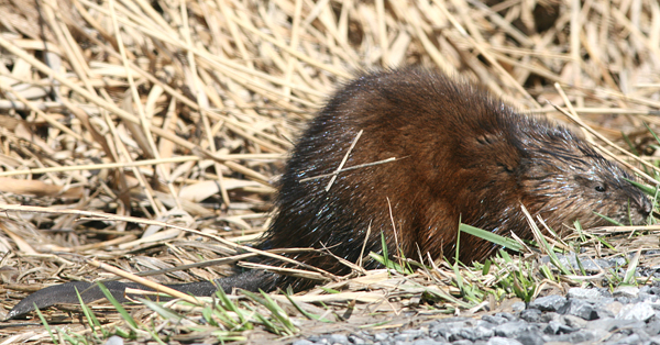 Comes to the muskrat lovenovember Tenille, tennille, tenille, tennile tenile 