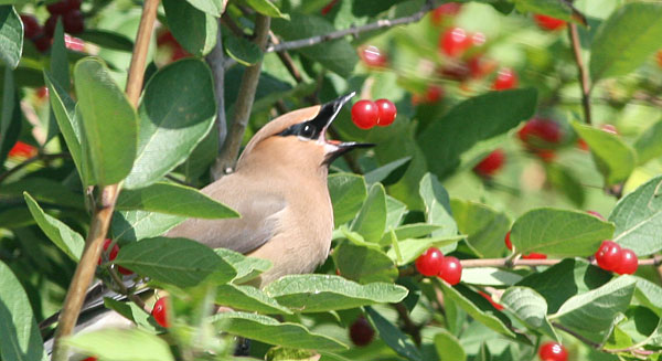 waxwing, berries, Montezuma