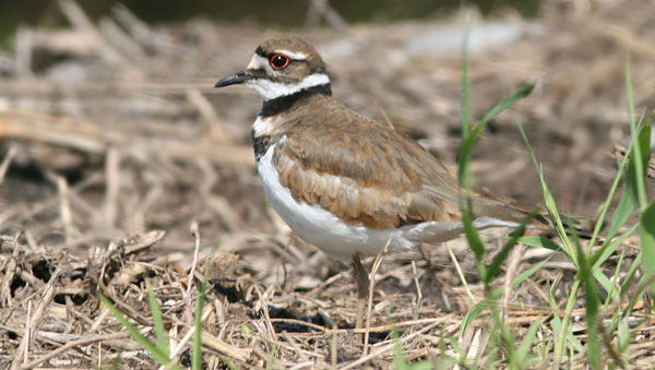 killdeer, Montezuma