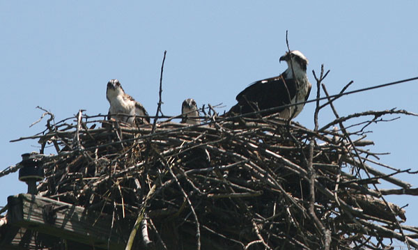 ospreys, Montezuma